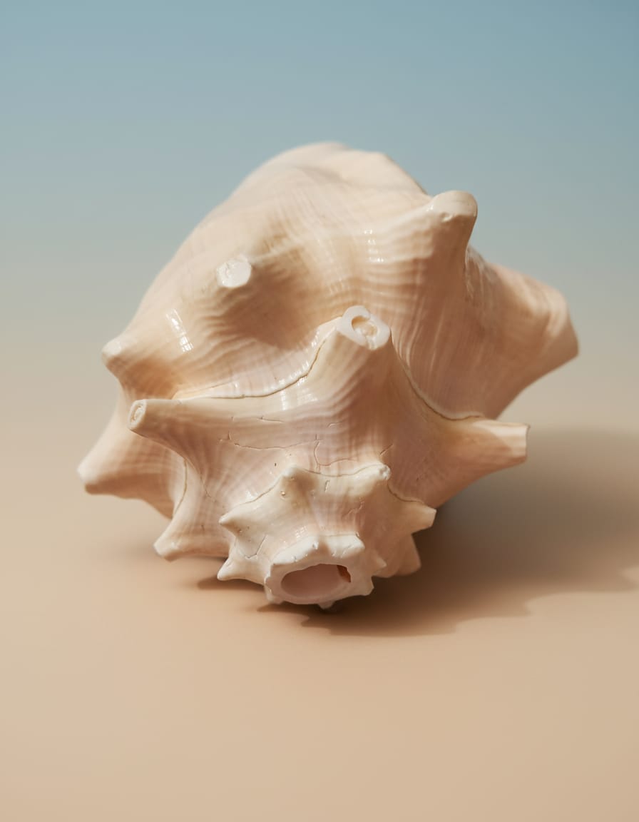 Decorative Seashell Ornament view 1